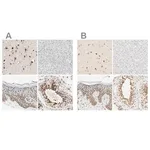 Merck Anti-DAZAP1 antibody produced in rabbit