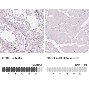 Merck Anti-CTCFL antibody produced in rabbit