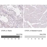 Merck Anti-CTCFL antibody produced in rabbit