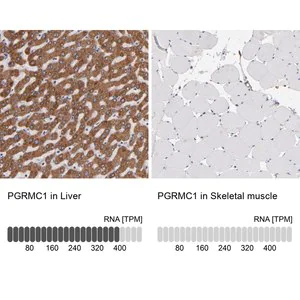 Merck Anti-PGRMC1 antibody produced in rabbit