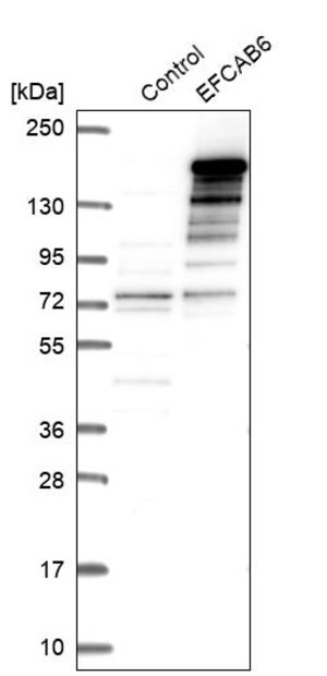 Merck Anti-EFCAB6 antibody produced in rabbit