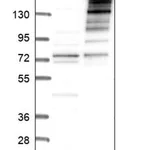 Merck Anti-EFCAB6 antibody produced in rabbit