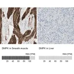 Merck Anti-DMPK antibody produced in rabbit