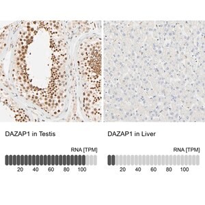 Merck Anti-DAZAP1 antibody produced in rabbit