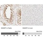 Merck Anti-DAZAP1 antibody produced in rabbit