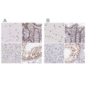 Merck Anti-DGCR14 antibody produced in rabbit
