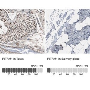 Merck Anti-PITRM1 antibody produced in rabbit