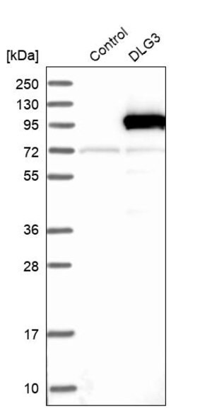 Merck Anti-DLG3 antibody produced in rabbit