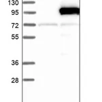 Merck Anti-DLG3 antibody produced in rabbit