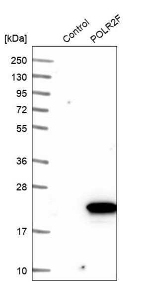 Merck Anti-POLR2F antibody produced in rabbit