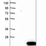 Merck Anti-POLR2F antibody produced in rabbit