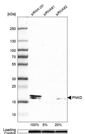 Merck Anti-PNKD antibody produced in rabbit