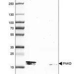 Merck Anti-PNKD antibody produced in rabbit