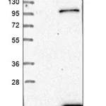 Merck Anti-POLR3K antibody produced in rabbit