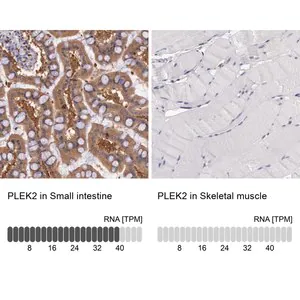 Merck Anti-PLEK2 antibody produced in rabbit