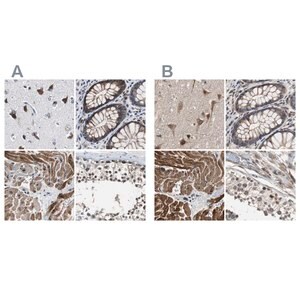 Merck Anti-PITRM1 antibody produced in rabbit