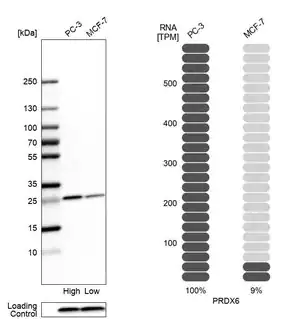 Merck Anti-PRDX6 antibody produced in rabbit