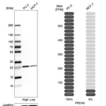 Merck Anti-PRDX6 antibody produced in rabbit