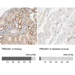 Merck Anti-PRKAB1 antibody produced in rabbit