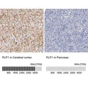 Merck Anti-PLP1 antibody produced in rabbit