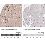Merck Anti-PRAF2 antibody produced in rabbit