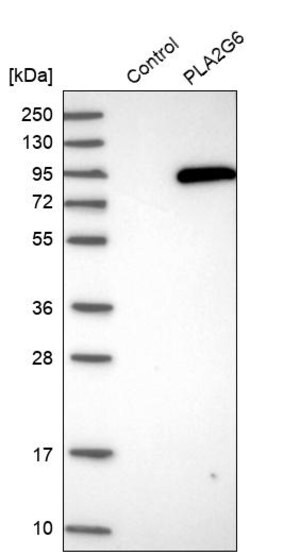 Merck Anti-PLA2G6 antibody produced in rabbit