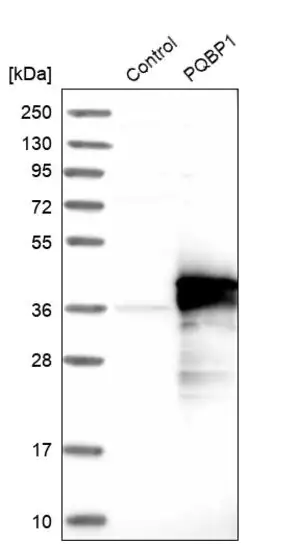 Merck Anti-PQBP1 antibody produced in rabbit