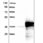 Merck Anti-PQBP1 antibody produced in rabbit