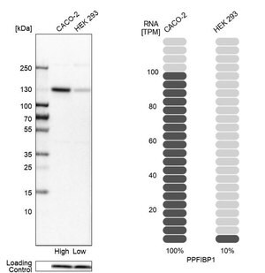 Merck Anti-PPFIBP1 antibody produced in rabbit