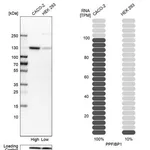 Merck Anti-PPFIBP1 antibody produced in rabbit