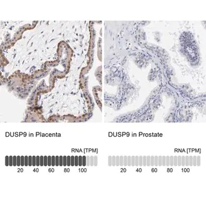 Merck Anti-DUSP9 antibody produced in rabbit