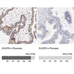 Merck Anti-DUSP9 antibody produced in rabbit