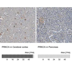 Merck Anti-PRKCA antibody produced in rabbit
