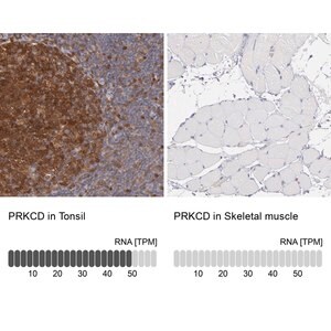 Merck Anti-PRKCD antibody produced in rabbit