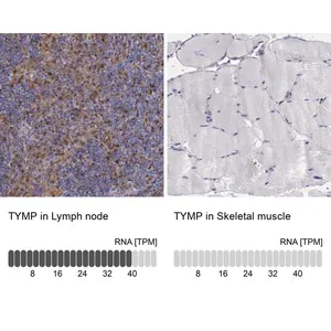 Merck Anti-TYMP antibody produced in rabbit