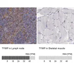 Merck Anti-TYMP antibody produced in rabbit