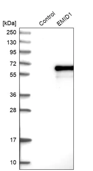 Merck Anti-EMID1 antibody produced in rabbit