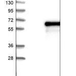 Merck Anti-EMID1 antibody produced in rabbit
