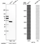 Merck Anti-KRT18 antibody produced in rabbit