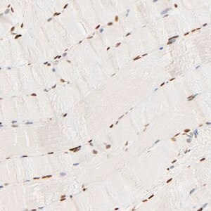 Merck Anti-FAM50A antibody produced in rabbit