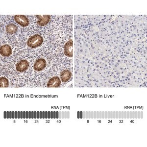Merck Anti-FAM122B antibody produced in rabbit