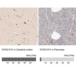 Merck Anti-DYNC1H1 antibody produced in rabbit