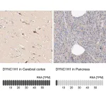 Merck Anti-DYNC1H1 antibody produced in rabbit