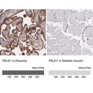 Merck Anti-FBLN1 antibody produced in rabbit
