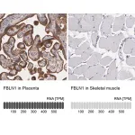 Merck Anti-FBLN1 antibody produced in rabbit