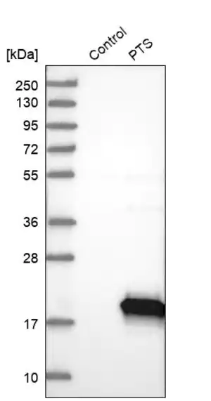 Merck Anti-PTS antibody produced in rabbit