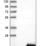 Merck Anti-PTS antibody produced in rabbit