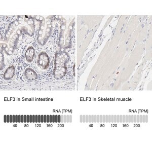 Merck Anti-ELF3 antibody produced in rabbit