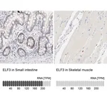 Merck Anti-ELF3 antibody produced in rabbit