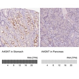 Merck Anti-A4GNT antibody produced in rabbit